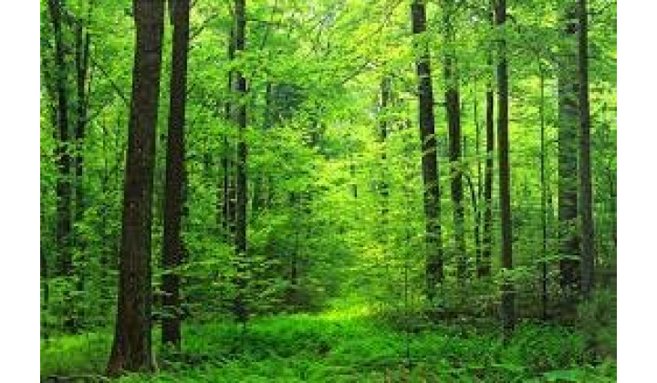 LESY SR, š.p. , Výzva pre vlastníkov lesných pozemkov