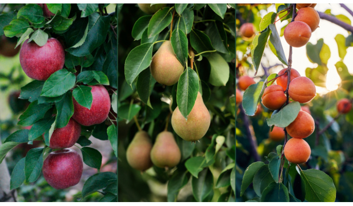 Predaj ovocných stromčekov