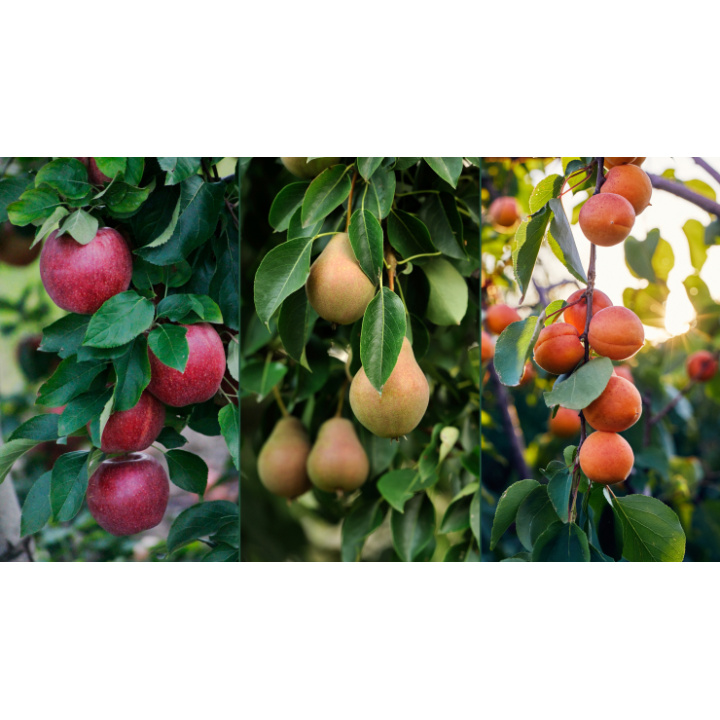 Predaj ovocných stromčekov