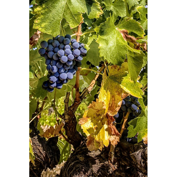 Vyhlásenie karantény - fytoplazmy Grapevine flavescence doreé phytoplasma - ''zlaté žltnutie viniča''