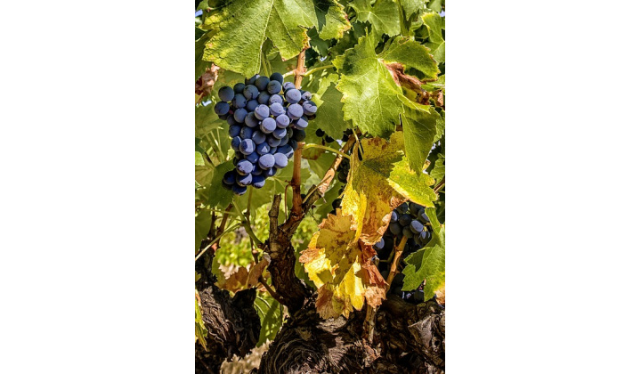 Vyhlásenie karantény fytoplazmy Grapevine flavescence doreé phytoplasma - ''zlaté žltnutie viniča''